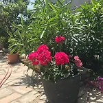 App Sorgo *