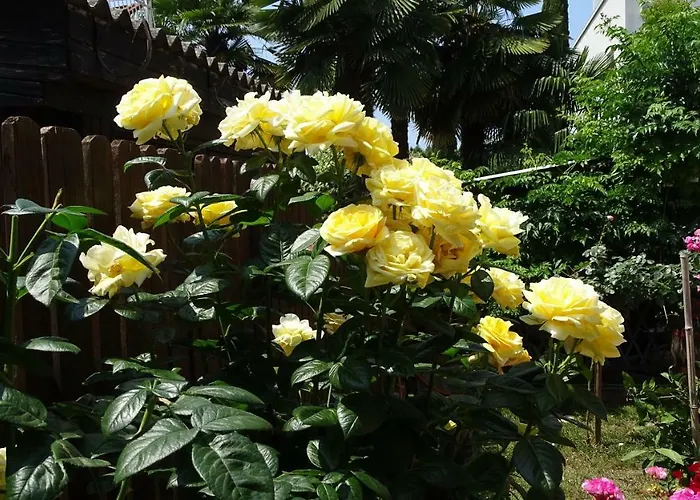 App Sorgo Novigrad Istria