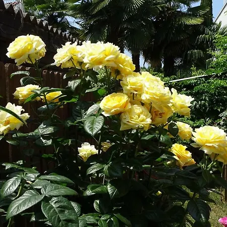 App Sorgo Novigrad Istria